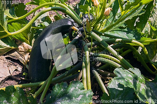 Image of zucchini growing in the garden