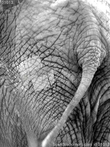 Image of Elephant 7