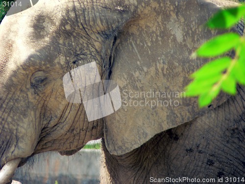Image of Elephant 8