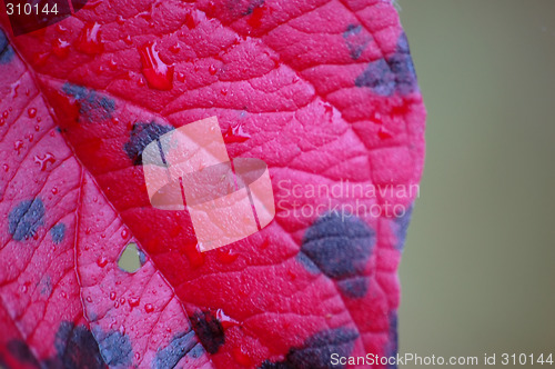 Image of Red and Maple Leaf