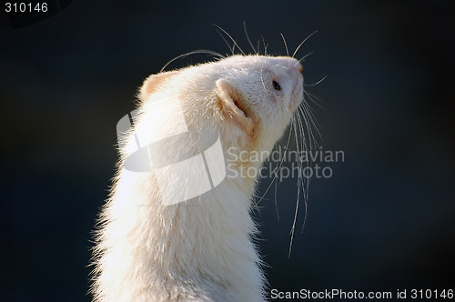 Image of Ferret