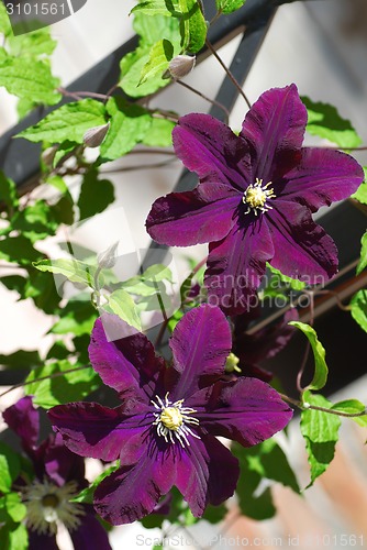 Image of Purple blooming Clematis