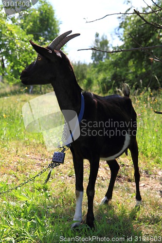 Image of black goat from the small farm 