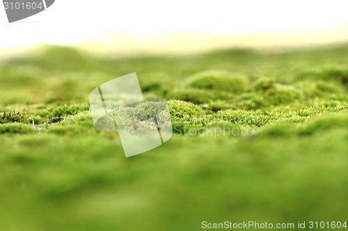 Image of green moss background