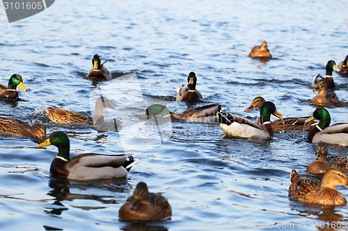 Image of wild ducks in the lake