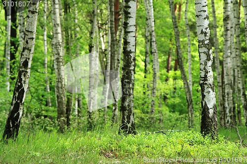 Image of green birch tree forest 