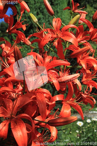 Image of red lilly background