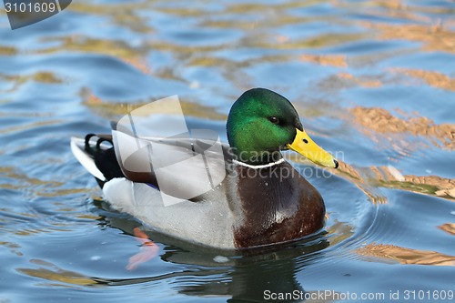 Image of wild duck in the water