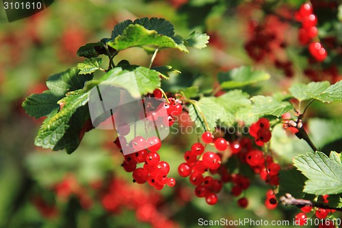 Image of red currant plat with fruits