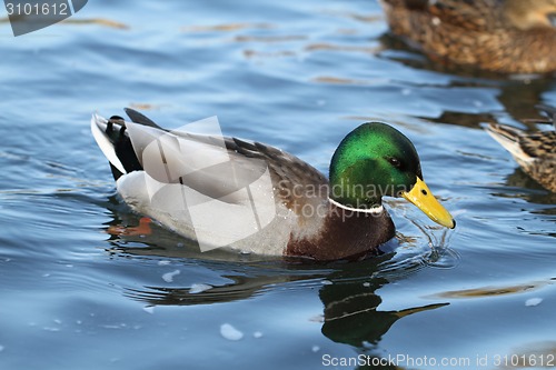 Image of wild duck in the water
