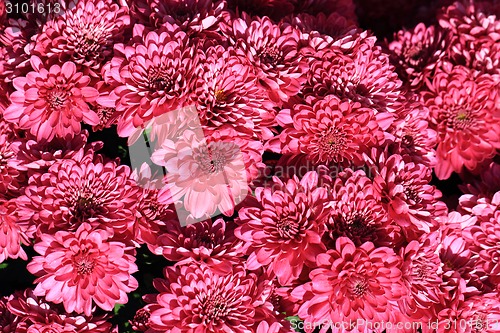 Image of violet flowers background