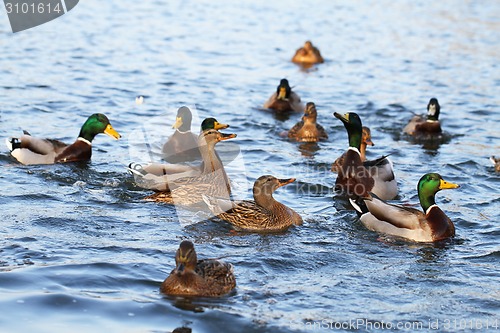 Image of wild ducks in the lake