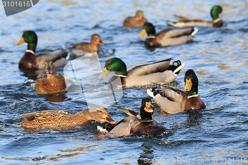 Image of wild ducks in the lake