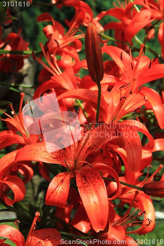 Image of red lilly background