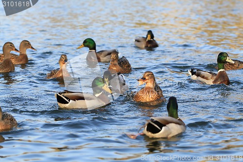 Image of wild ducks in the lake