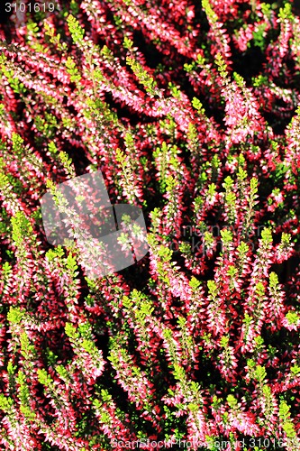 Image of violet flowers background