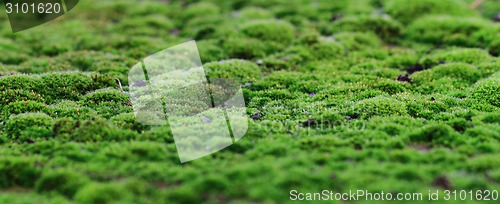 Image of green moss background