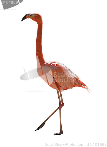 Image of Red flamingo