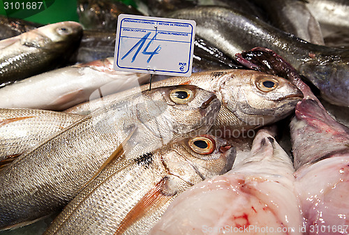 Image of Various fresh fish on ice