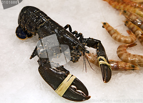 Image of Fresh lobster