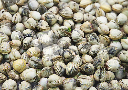 Image of Clam background