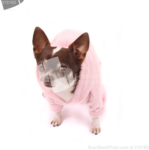 Image of chihuahua in pink