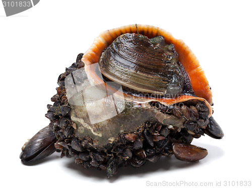 Image of Rapana venosa covered with mussels