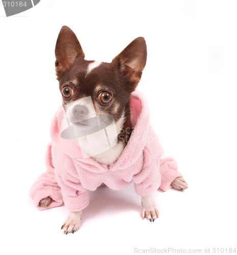 Image of chihuahua in pink