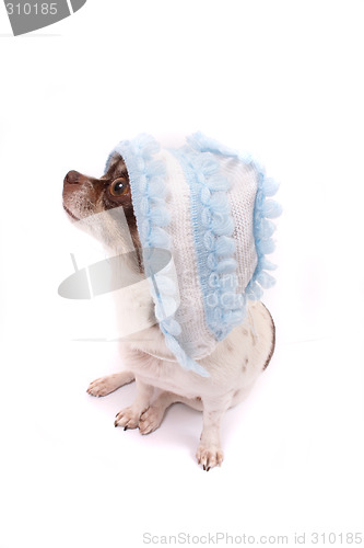 Image of chihuahua