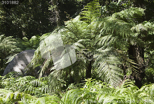 Image of Giant fern in Sintra park