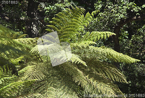 Image of Giant fern in Sintra park