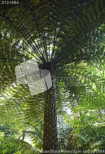 Image of Giant fern in Sintra park