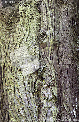 Image of Old tree