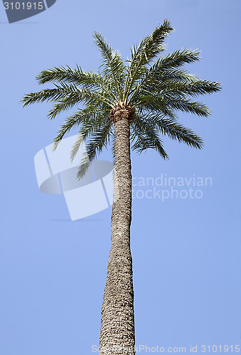 Image of Palm-tree