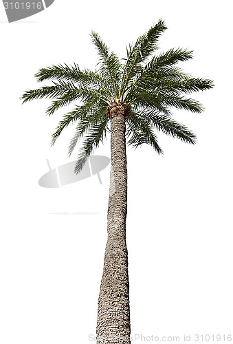 Image of Isolated palm-tree