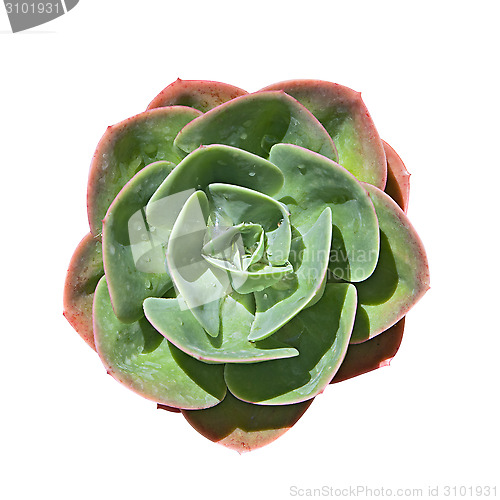 Image of Houseleek