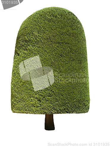 Image of Topiary tree 