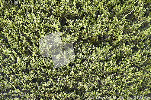 Image of Conifer branches texture