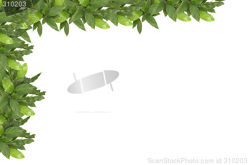 Image of leaves background