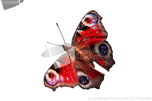 Image of The butterfly on a white background