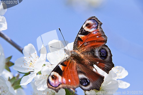 Image of the butterfly , apple-tree flower