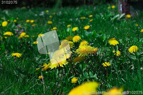 Image of young dandelions grow in the meadow