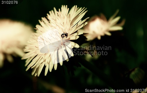 Image of Ladybug sitting on a dandelion