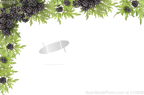 Image of blackberries background