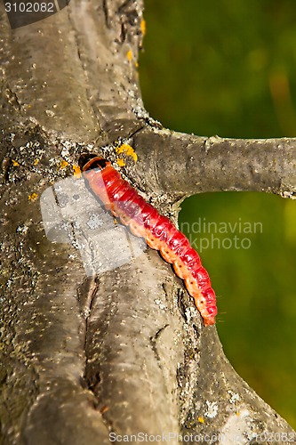 Image of  The big, bright beautiful caterpillar creeps on an apple-tree trunk