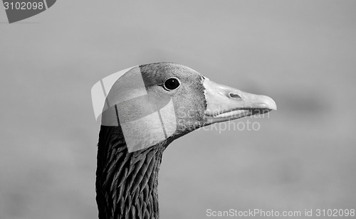 Image of Closeup of a greylag goose head 