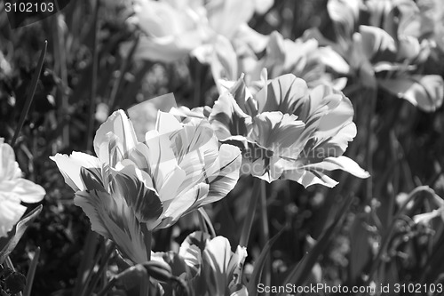 Image of Bold red and yellow Monsella tulips