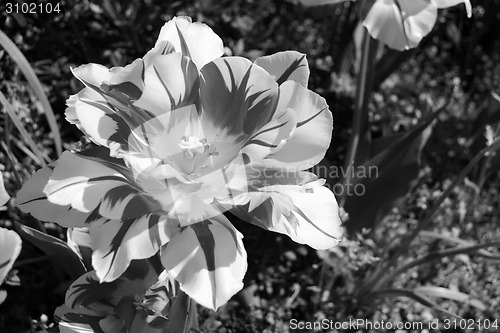 Image of Double early Monsella tulip in bloom