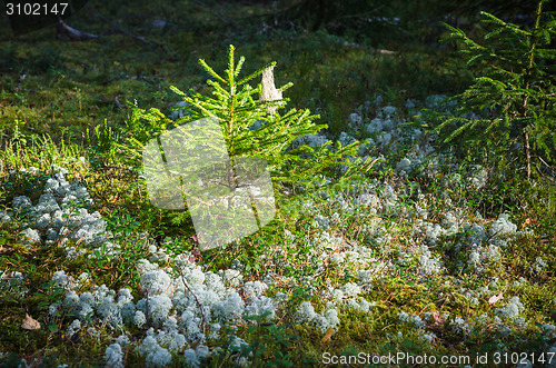Image of Illuminated by sunlight small tree in the forest