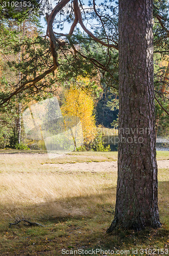 Image of Autumn landscape in the forest